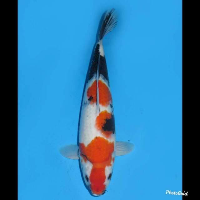 38cm ,, Red Kindai Showa Bulky 