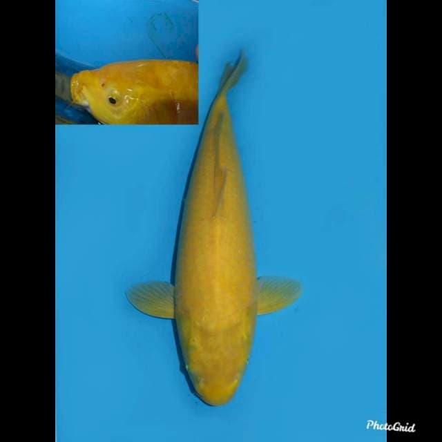 40cm ,, Baby Face & Bersih ,, Karasigoi Red Eye Bakat Jumbo