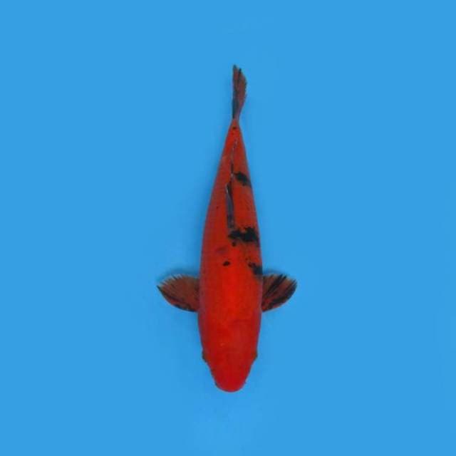 NEAR KOI - 34CM - HI UTSURI