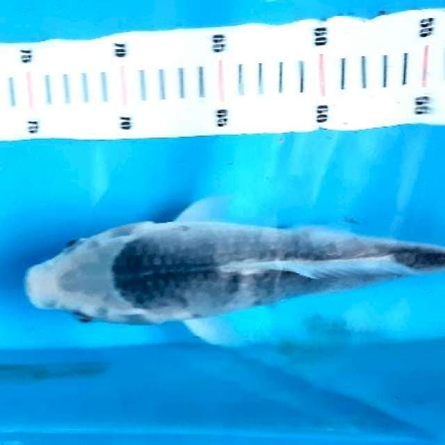 Asagi 27cm