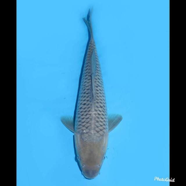 25cm - Grade A Soragoi