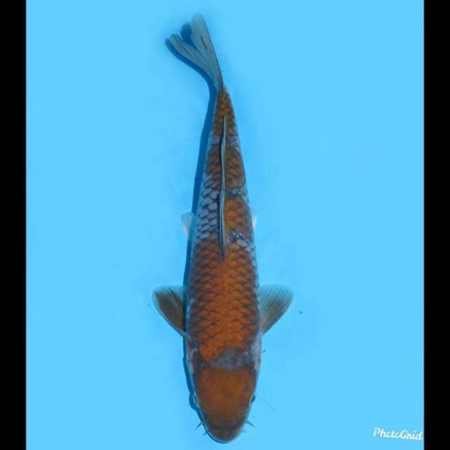 30cm - Ochiba Shigure