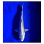 Platinum size 25cm jozz!!