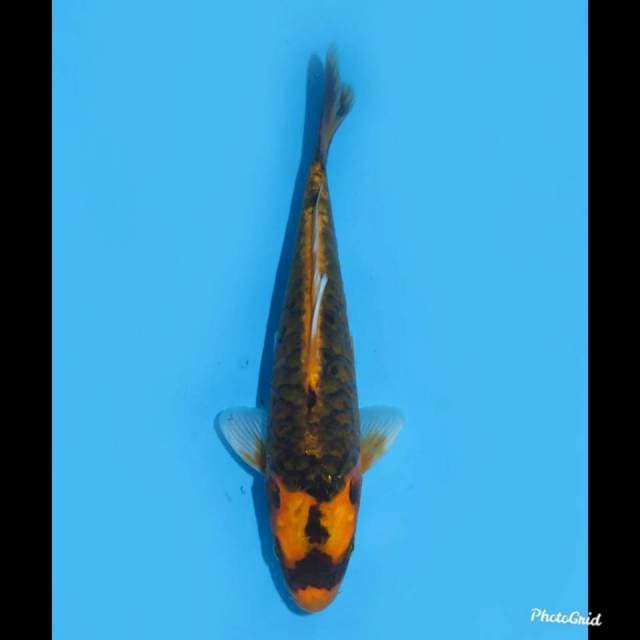 20cm , Super Unique , Kabuto Doitsu