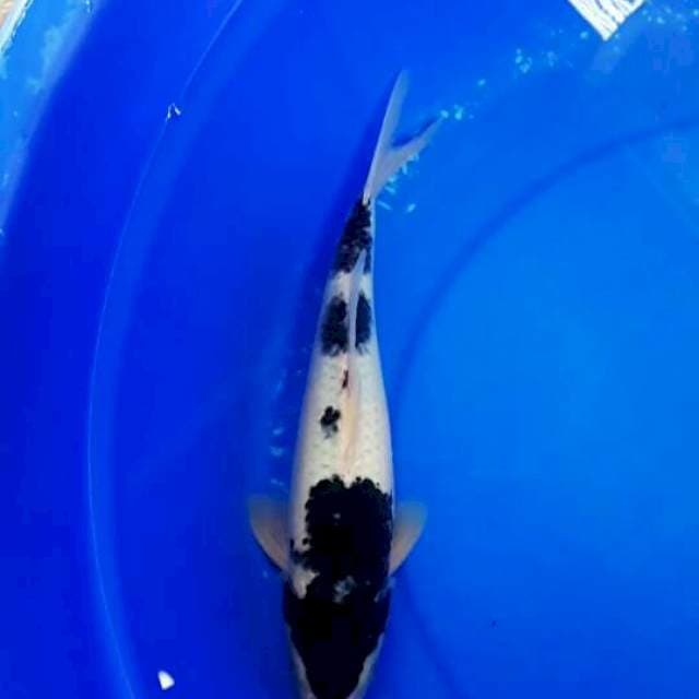 Black Kohaku 