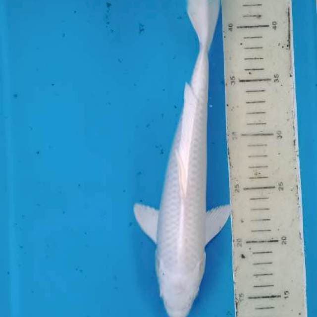 Platinum 30 cm