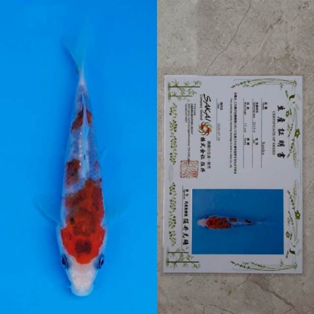 Sakai sanke 13cm serti
