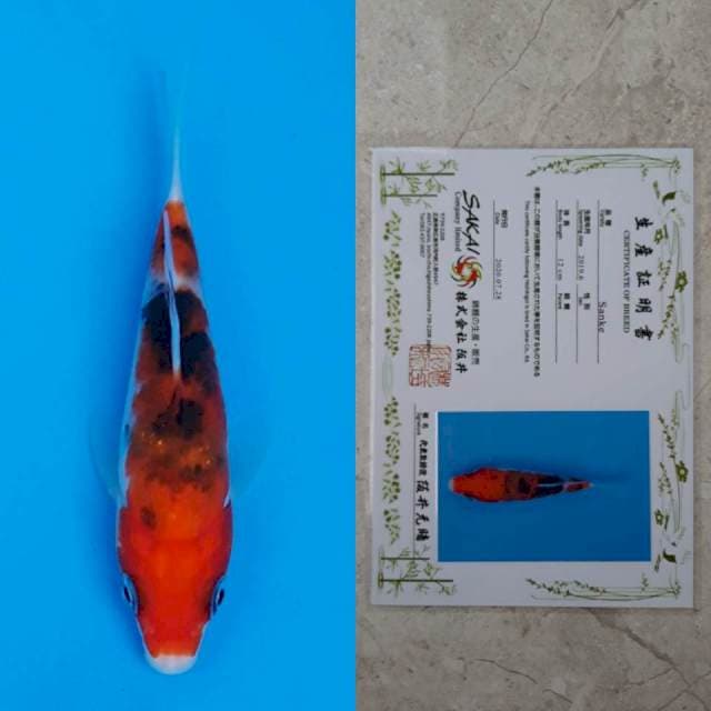 Sakai sanke 13cm serti