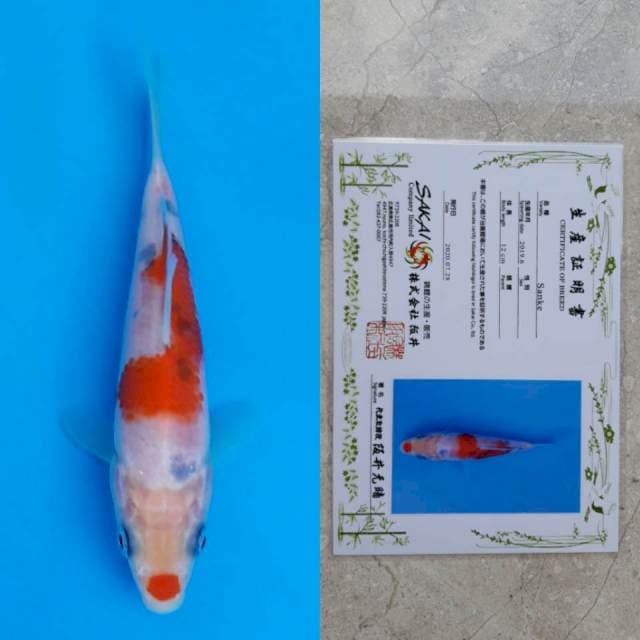 Sakai kucibeni serti 13cm