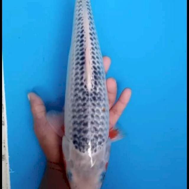 Asagi 37cm