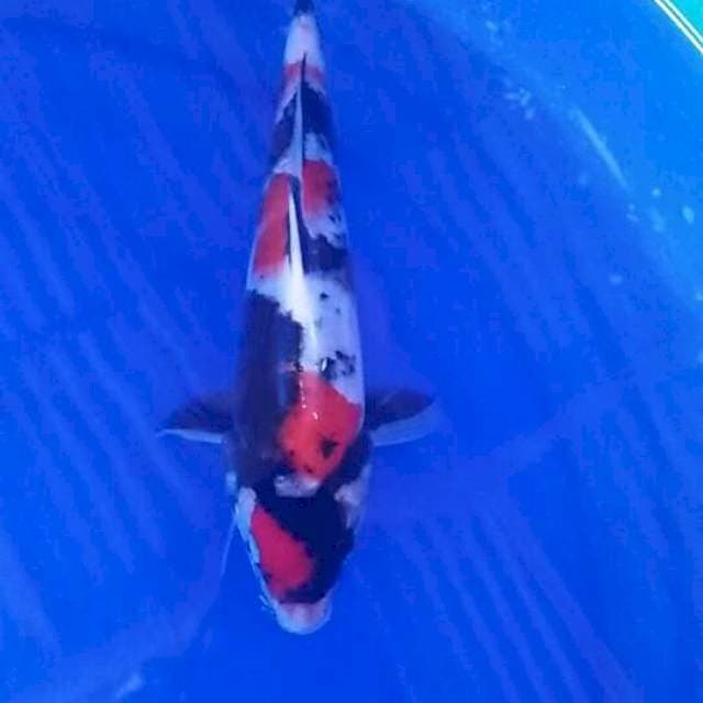 Showa 24cm