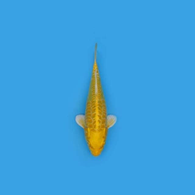 NEAR KOI - 28CM - ORENJI ARAGOKE UNIQUE