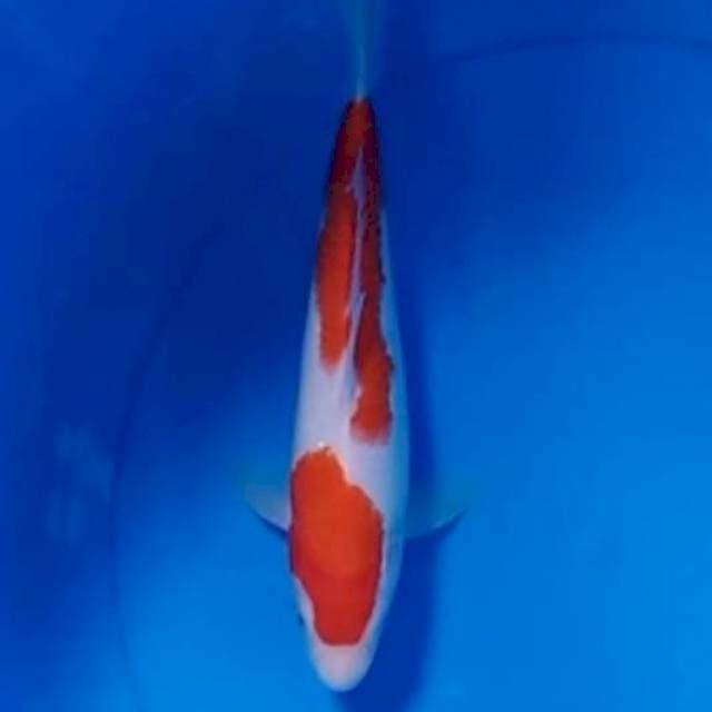 Kohaku 2step Original 25cm
