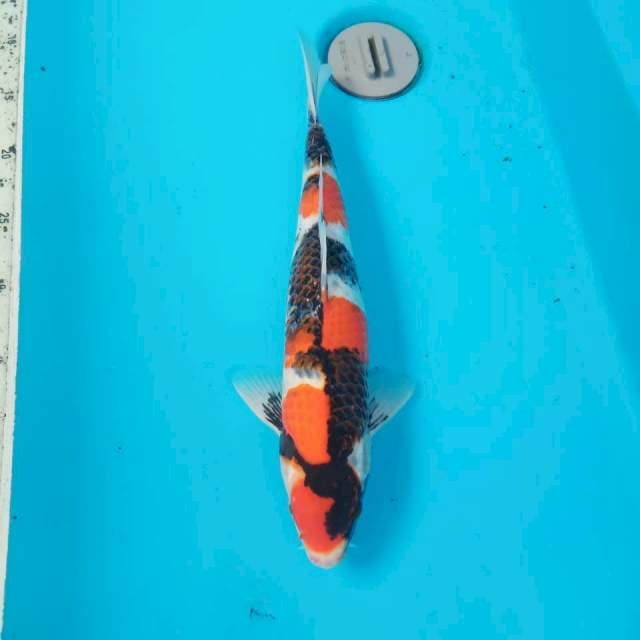Showa 35cm