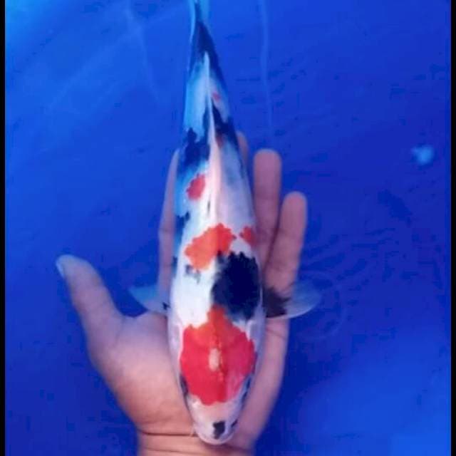 Kindai showa 26cm