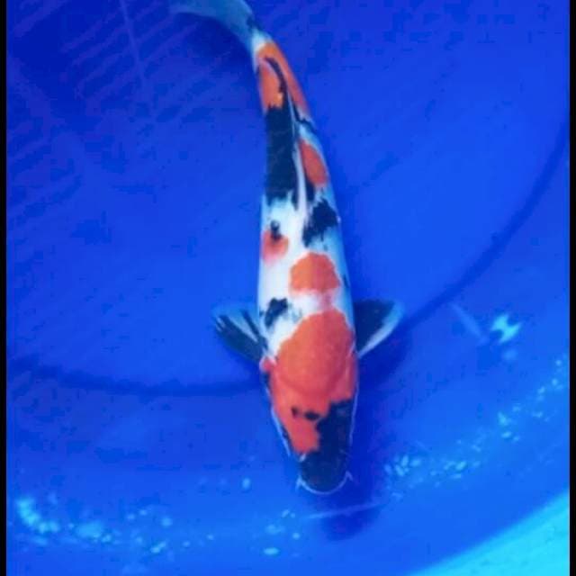 Showa 26cm