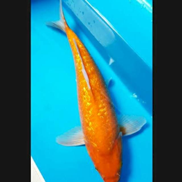 GINRIN KARASHI MANGO 36cm MALE