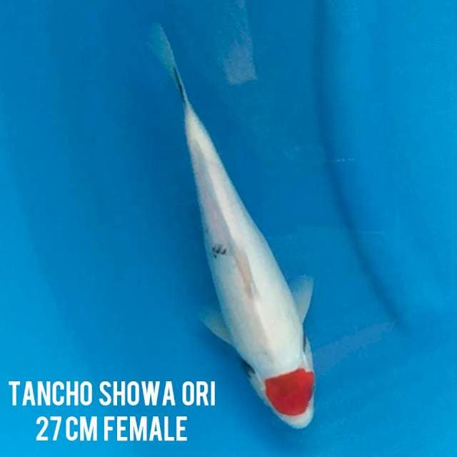 TANCHO SHOWA BAHAN KEEP ORI