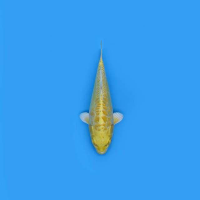NEAR KOI - 29CM - YAMABUKI OGON ARAGOKE
