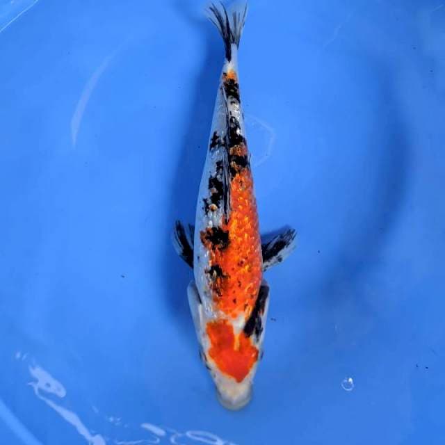 Sanke Gindrin , 31cm 