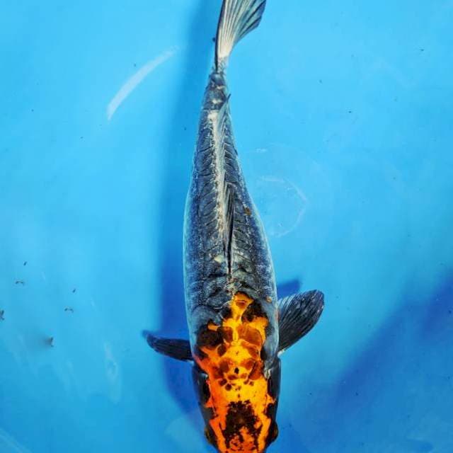 Beni Kumonryu , 38cm