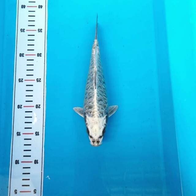 Antik sisik naga
