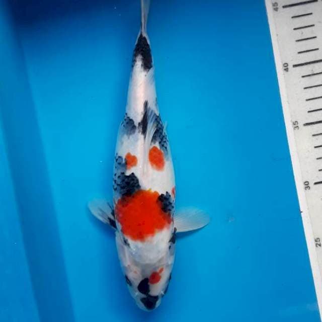 Kindai showa 28cm