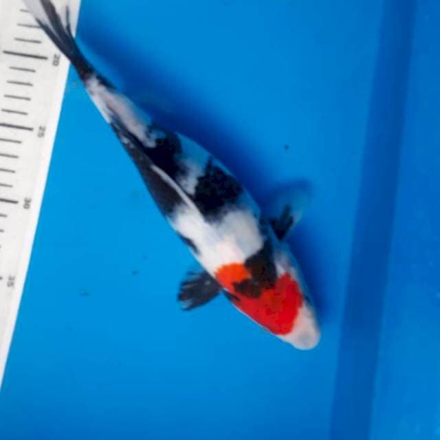 Tancho showa 27cm