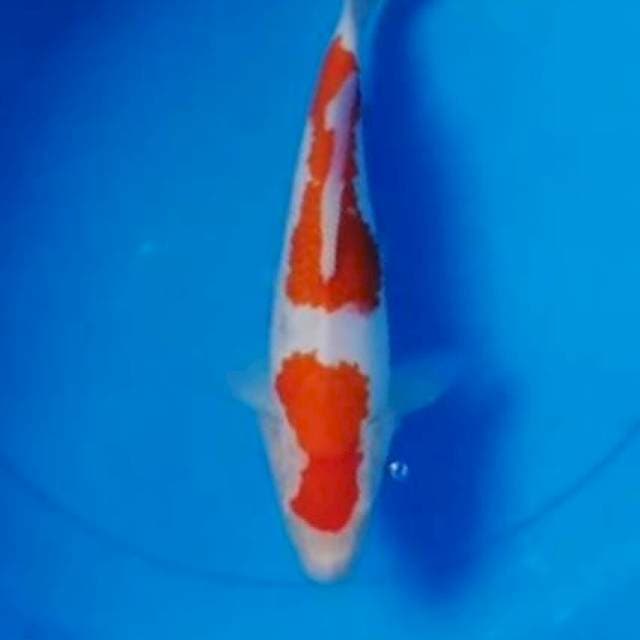 2 Step Kohaku 27cm