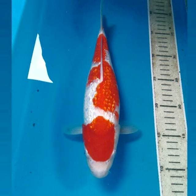 Kohaku Ginrin, 30 cm