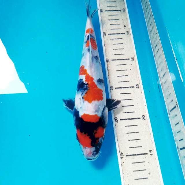 Kindai Showa, 25 cm