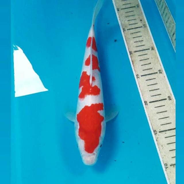 Kohaku, 28 cm
