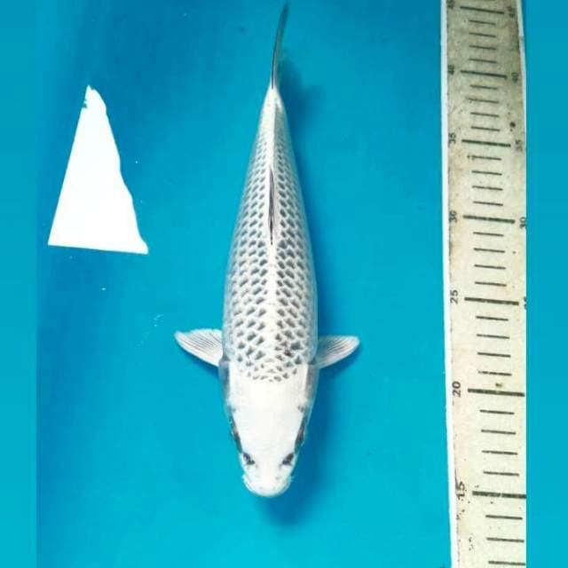 Kin Matsuba, 25 cm