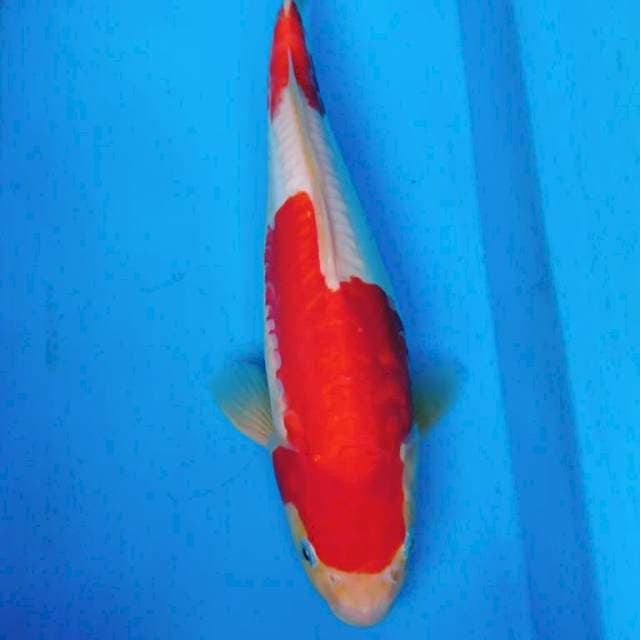 DOITSU KOHAKU PUNUK