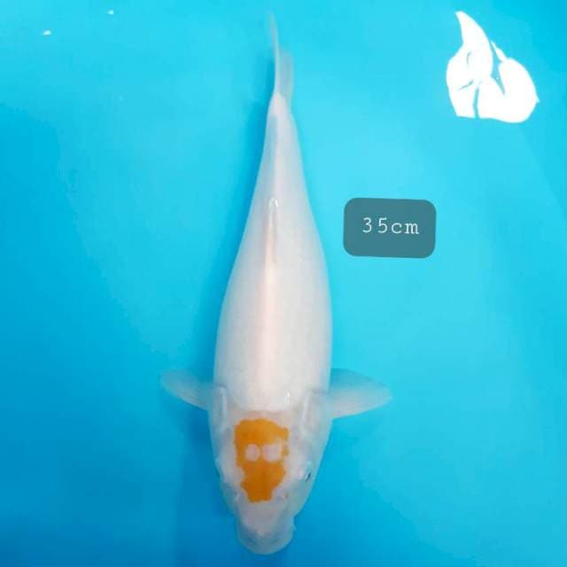 Koyo mata merah 35 cm