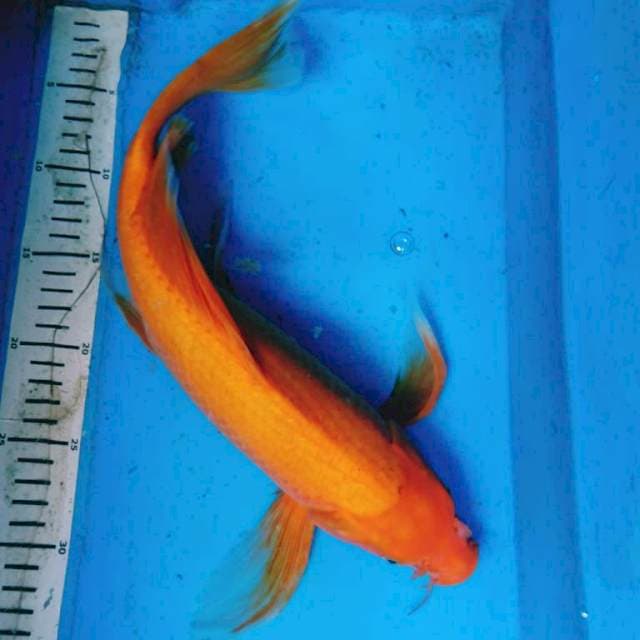 KUMPAY AKA HAJIRO 40 cm