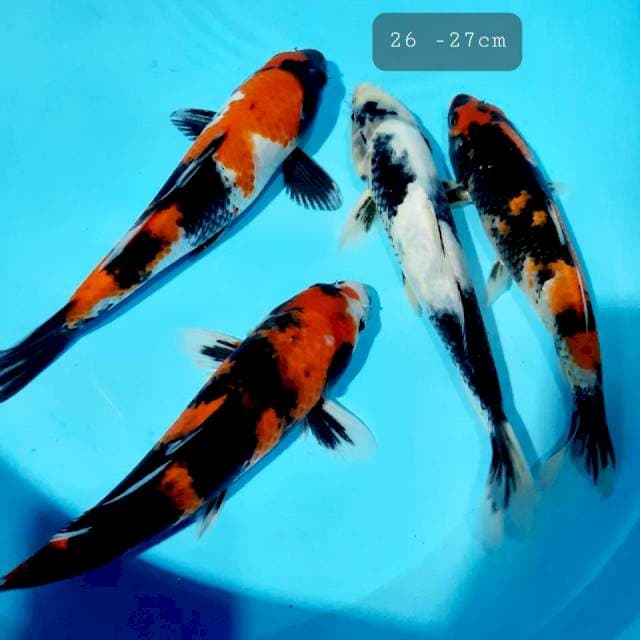 Mix 26-27cm