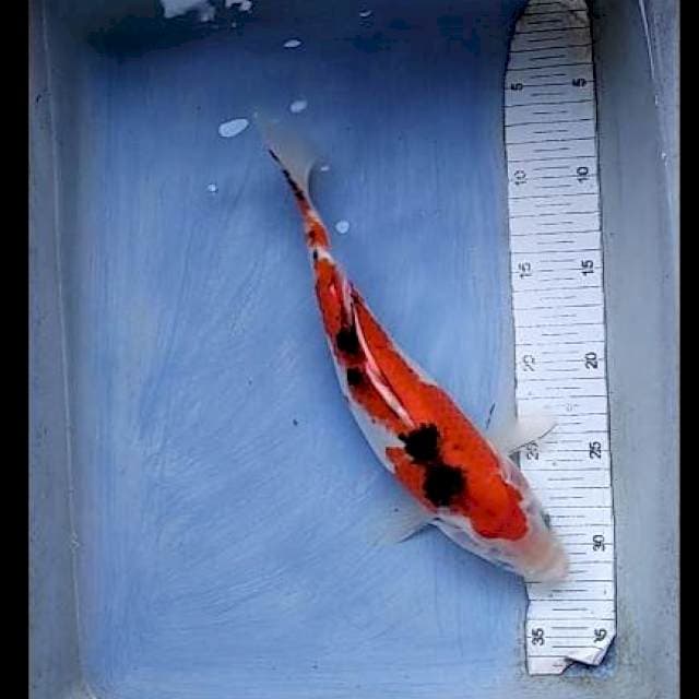 Sanke 30cm