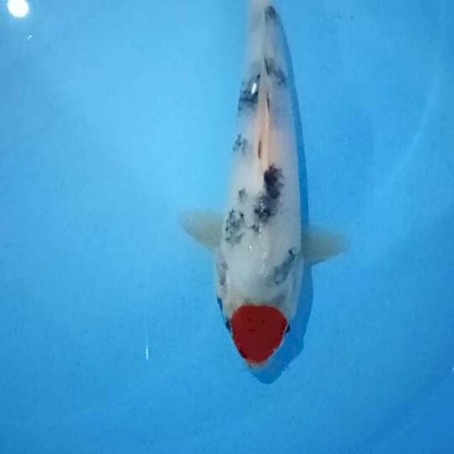 Tancho showa 25cm