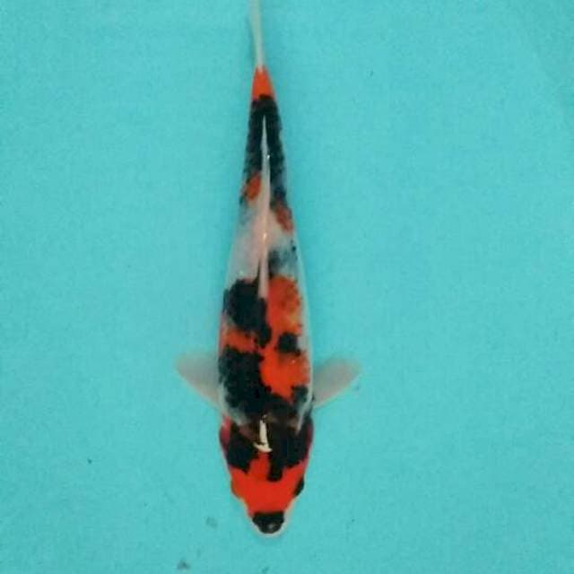 Showa 23cm