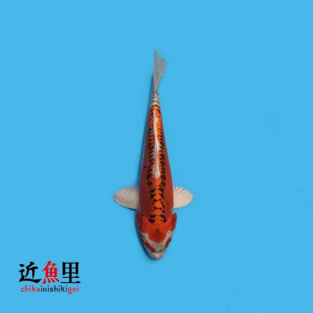 Doitsu Kujaku 25 cm