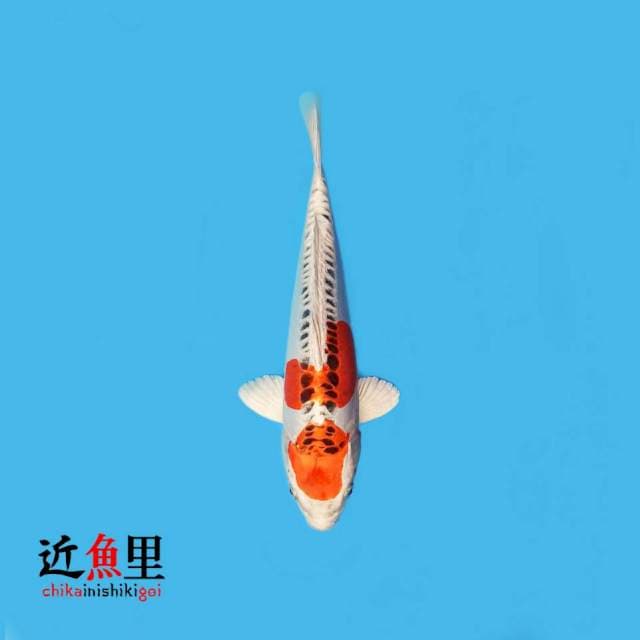 Doitsu Kujaku 26 cm