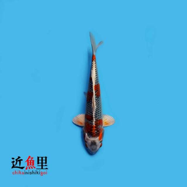 Red Kujaku 25 cm