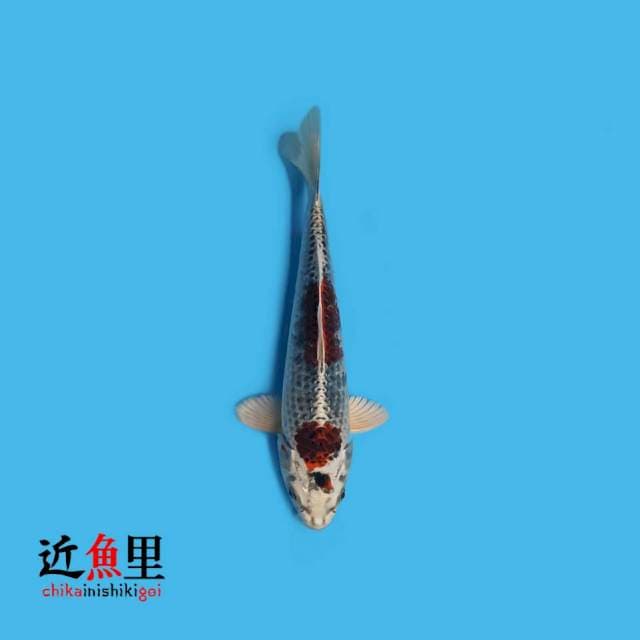 Red Kujaku 26 cm