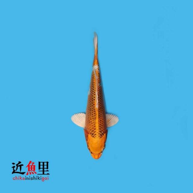Kujaku 23 cm