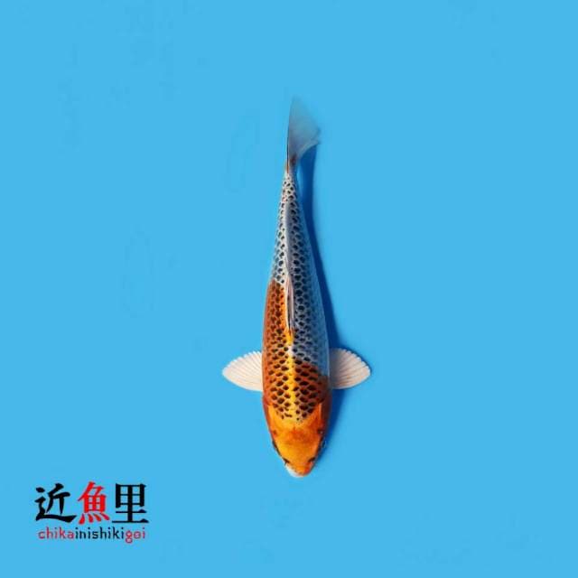 Kujaku 28 cm