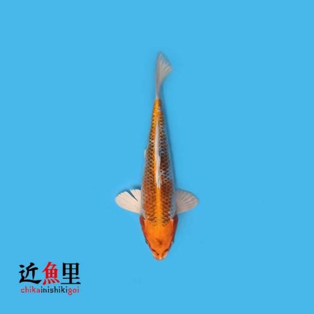 Kujaku 25 cm