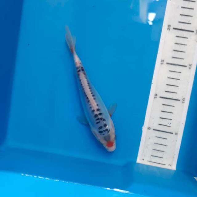 Baby shusui 18cm 