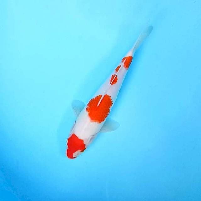 27cm # Kohaku