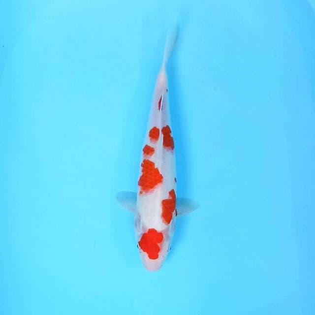 33cm # Kohaku